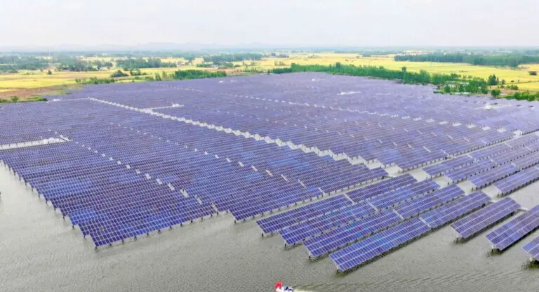 China’s Solar Boom Creates ‘Green Dilemma’ for Birds