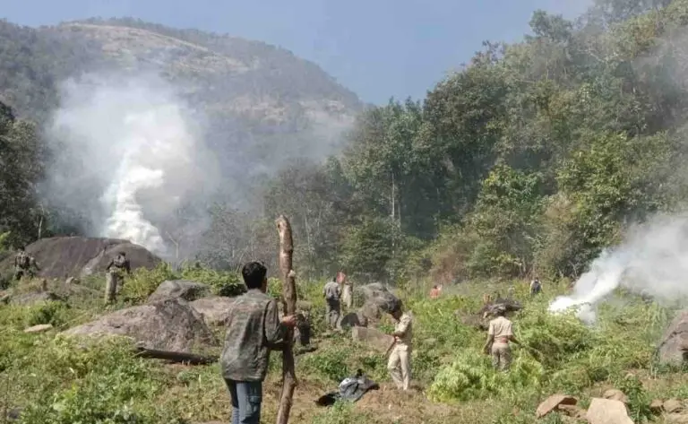 Odisha Directs 6 Hotspot Dists To Crack Down On Cannabis Cultivation On Reclaimed Land