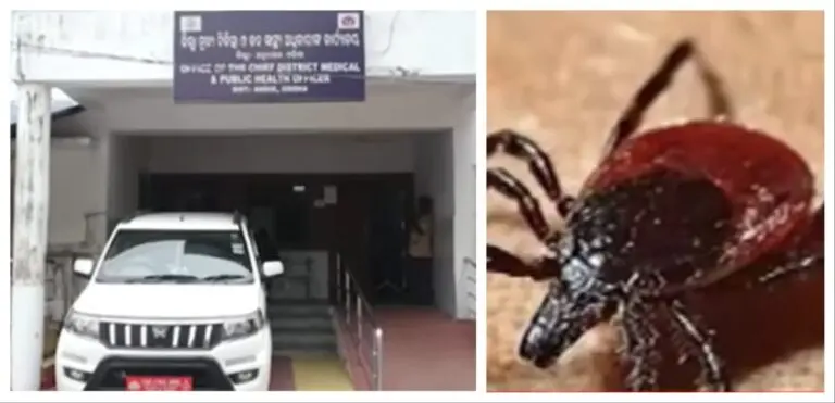 4 Scrub Typhus Cases Confirmed In Odisha, Health Team Deployed In Anugola
