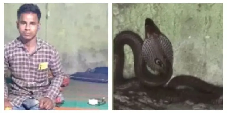 Cobra Keeps Nightly Tryst With Gajapati Youth For 6 Months