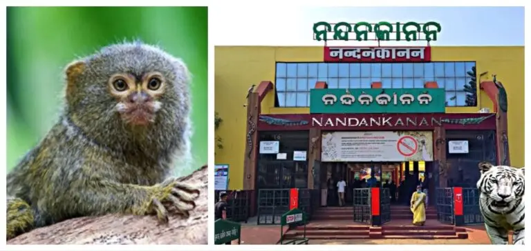 2 Rare Marmoset Monkeys Die After Snakebite At Nandankanan In Bhubaneswar