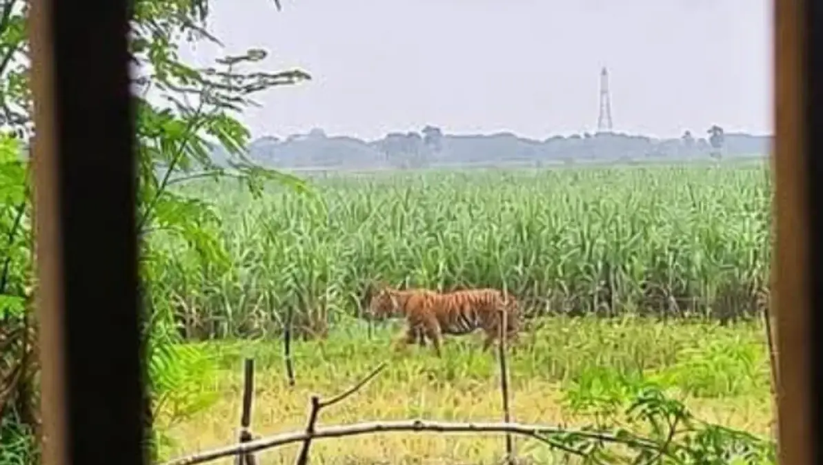 Fake Pugmarks, Real Panic: Odisha Man Detained Over AI Hoax On Prowling Tiger