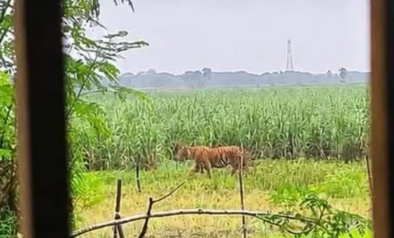Odisha Man Held Over AI Hoax That Sparked Village Tiger Scare