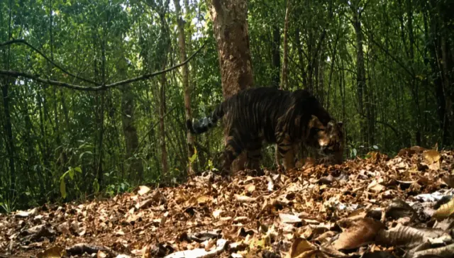 5-Year-Old Pseudo-Melanistic Tigress Found Dead In Odisha’s Similipal