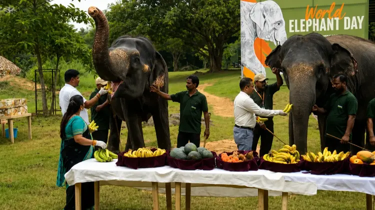 World Elephant Day Observed At Nandankanan In Bhubaneswar With Focus On Awareness