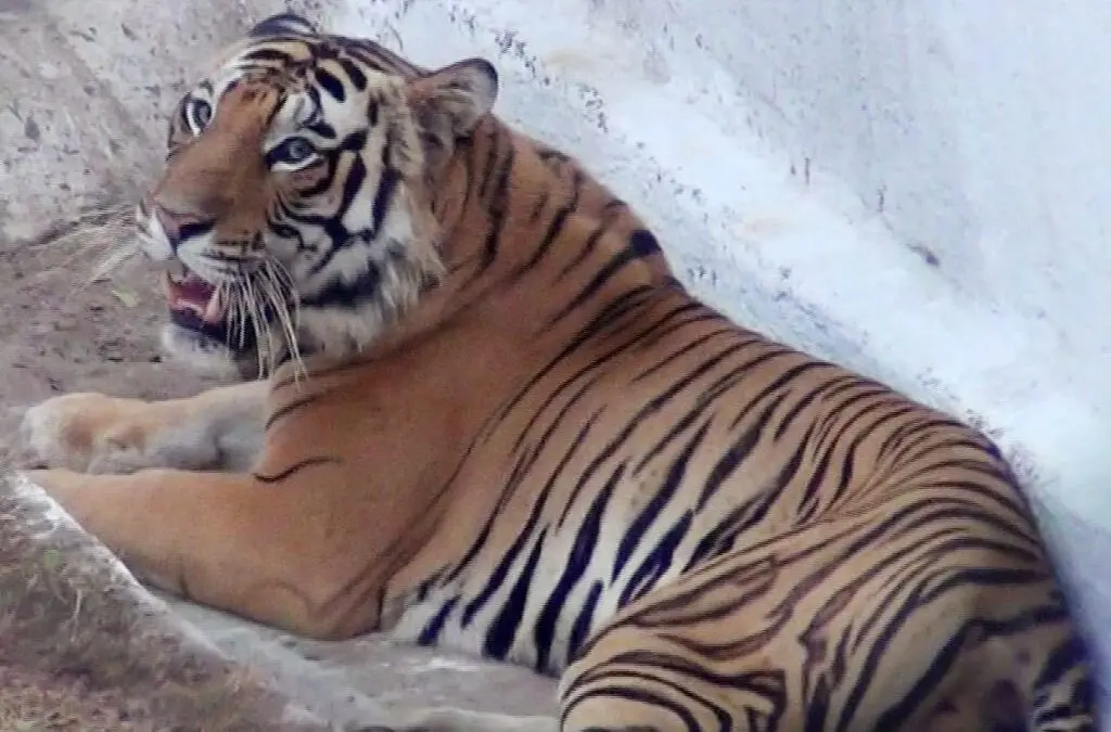 Odisha Prepares For Phase 2 Tiger Translocation To Similipal After 2024 Success