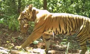 Tiger Zeenat