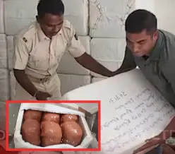 Shipment Of 400 Kg Ganja In Fish Boxes With UP Judge’s Address Seized In Odisha