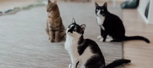 20 Cats Killed, Bodies Mutilated In Mumbai’s Chembur; FIR Lodged, PETA Announces Rs 50K For Tip-Off