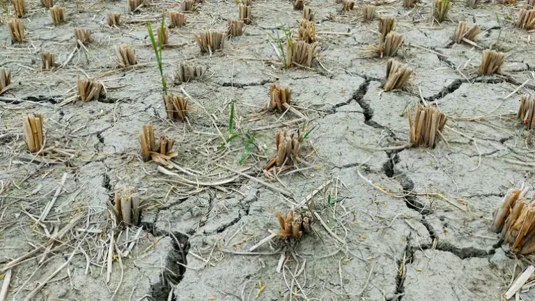 Drought in Maharashtra