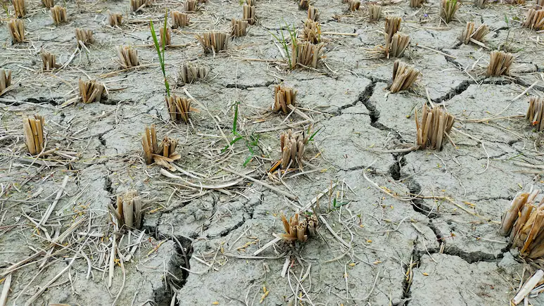 Drought in Maharashtra