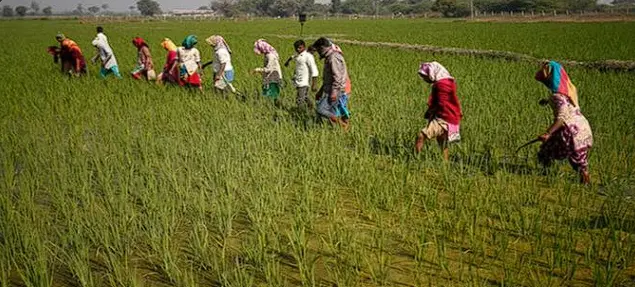 India: First Carbon Credits Reach Over 2,500 Punjab And Haryana Paddy Farmers For Climate-Smart Practices