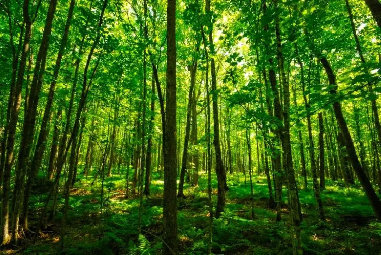 Forest land