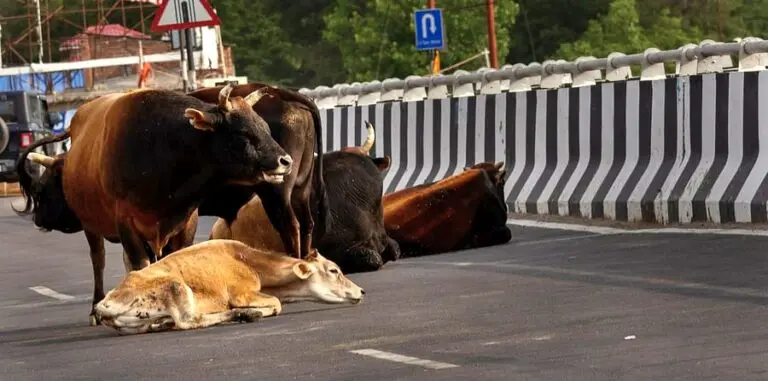 Managing Stray Cattle On Highways Not Part Of Mandate, NHAI Informs SC