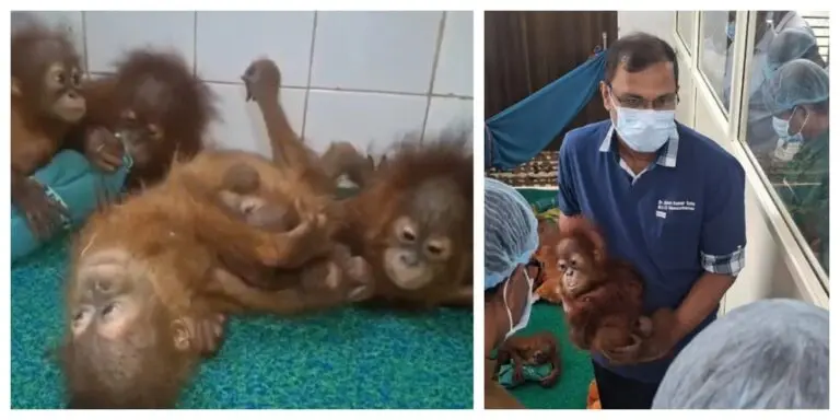 Odisha STF Launches Probe Into Orangutan Mystery