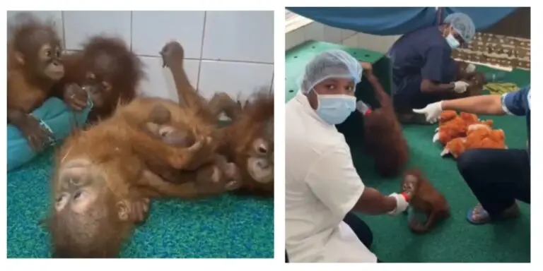 Music Therapy, Toys Arranged To Reduce Stress Of 5 Orangutans Rescued From Odisha Forest