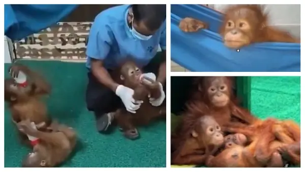 Odisha Forms Expert Panel For Care Of Rescued Baby Orangutans As Smuggling Probe Intensifies