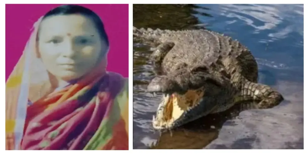 Woman Killed In Crocodile Attack In Odisha’s Kendrapada
