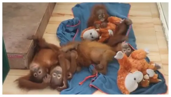Odisha: Rescued Baby Orangutans Undergo X-Rays, Blood Collected For DNA Profiling