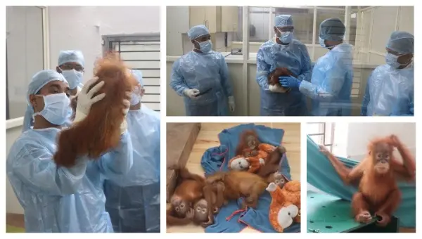 Rescued Orangutans At Bhubaneswar’s Nandankanan Show Signs Of Anaemia