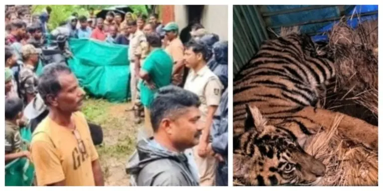 Ailing Tiger Cub Rescued From House Near Similipal In Odisha