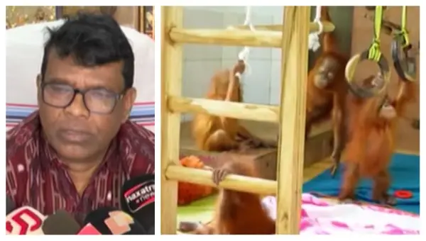 Odisha Climate Aids Recovery Of Rescued Baby Orangutans, DNA Test Next: Minister