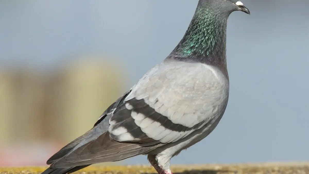 Pigeon rescued in Mayurbhanj