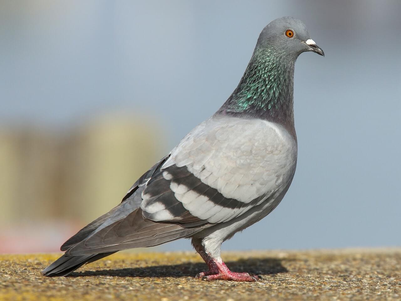 Pigeon, Possibly Linked To Bangladesh, Rescued In Odisha’s Mayurbhanj; Police Probe Initiated
