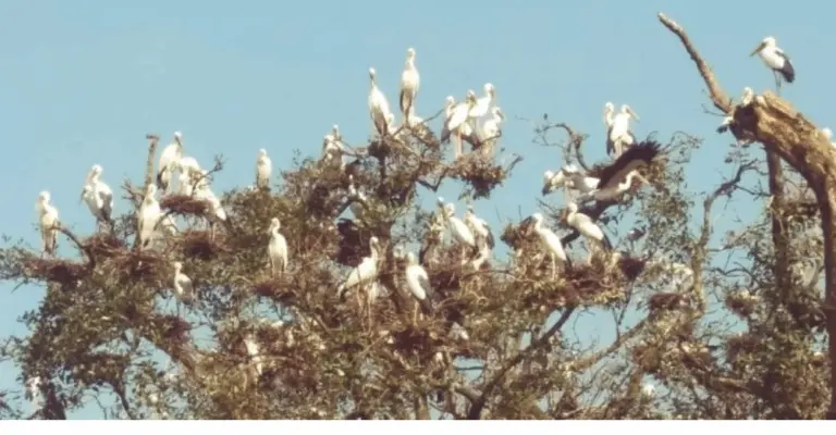 Monsoon Bird Census Begins At Bhitarkanika National Park In Odisha