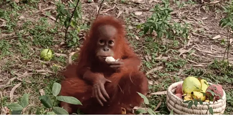 Five Orangutans Found In Odisha Forest, Minister Suspects International Link