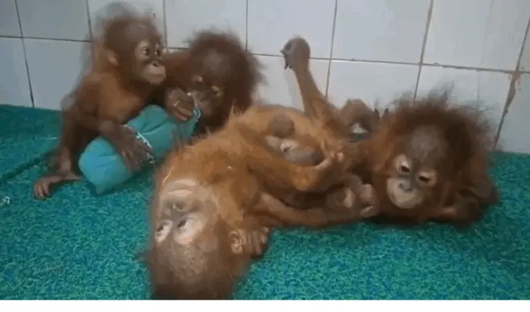 How Did Orangutans Reach Odisha Forest? SUV Movement, CCTV Footage Under Scrutiny