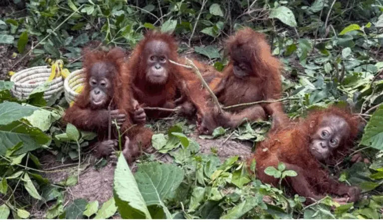 Odisha STF To Seek Help From Assam, Mizoram & Maharashtra Police In Orangutan Probe
