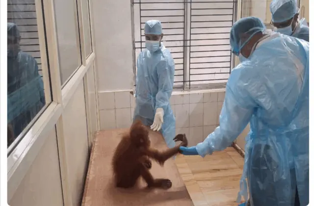 Expert Committee Inspects Rescued Orangutans At Odisha’s Nandankanan