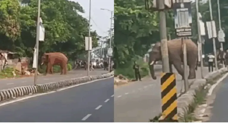 Injured Tusker Roams On Bharatpur-Chandaka Road In Bhubaneswar; Traffic Hit