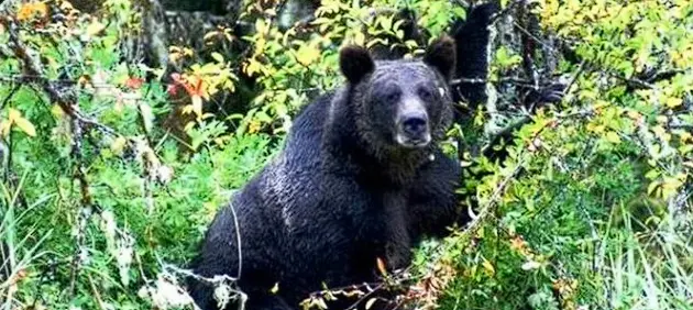 Two Women Killed In Bear Attack In Uttarakhand’s Chamoli, Triggers Panic Among Villagers