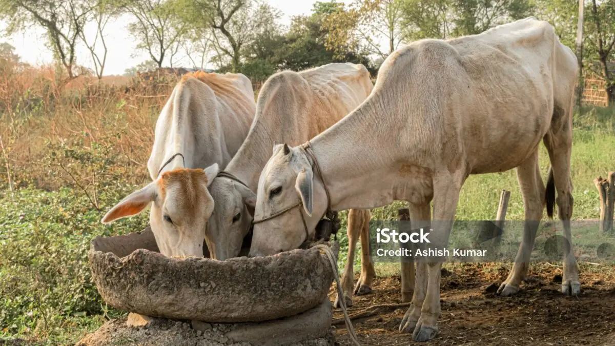Odisha Cops Bust Fake Cattle Feed Unit in Jagatpur