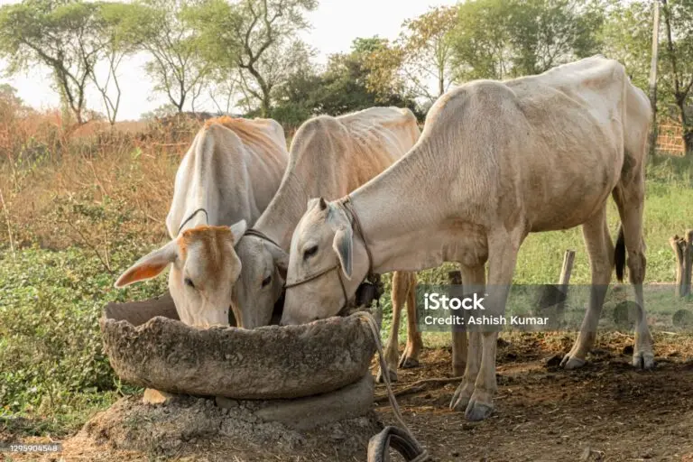 Odisha Cops Bust Fake Cattle Feed Unit in Jagatpur