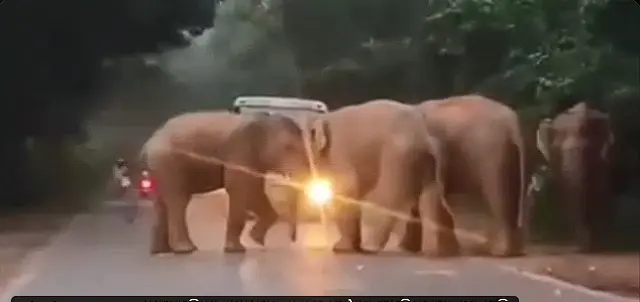 1,671 Elephant Deaths Recorded In Odisha During 25 Years Of Growing Human-Wildlife Conflict