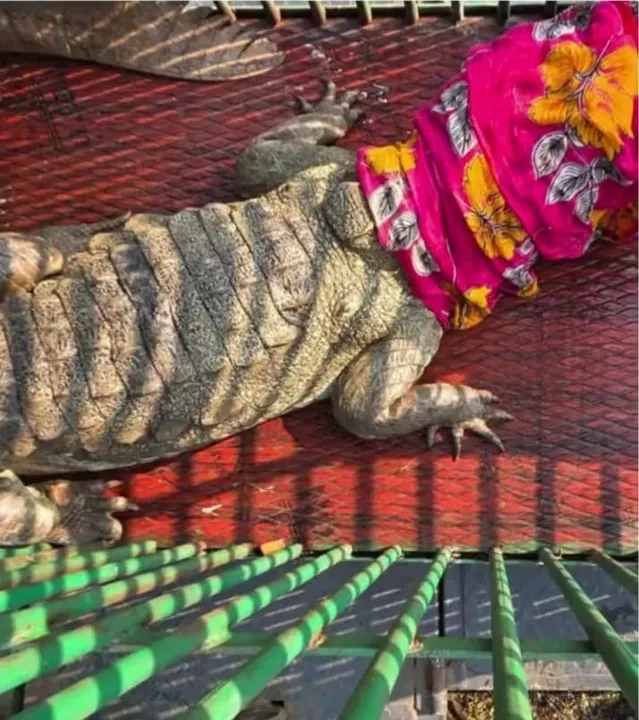 9-foot crocodile rescued
