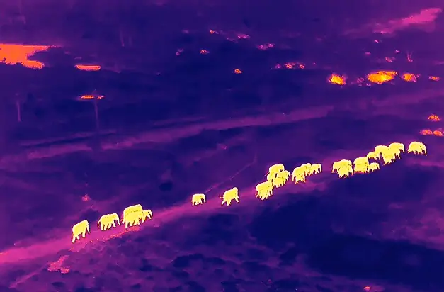 Thermal Camera Captures Movement Of Elephant Herd Through Odisha Forest At Night