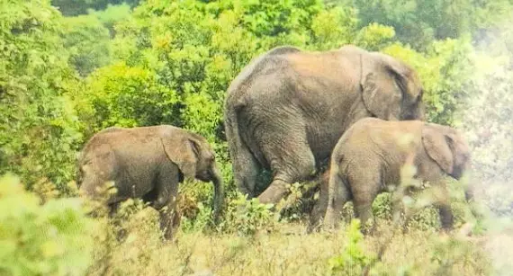 Bhubaneswar-Linked Trains Among 11 Affected As Elephants Stray Near Tracks In Jharkhand