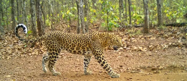Odisha Leopards In A Spot Of Bother: WII Study