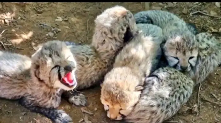 India’s Wild Cheetah Population Rises With Start Of Botswana Lineage