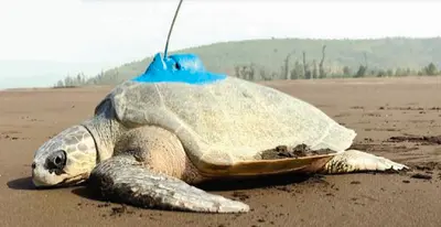 Turtle Travel: Female Olive Ridley swims 6,719 km from Odisha to Sri Lanka