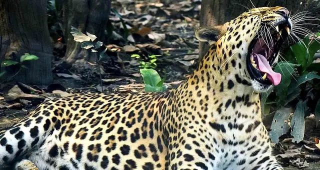 Two Children Die In Leopard Attacks In UP