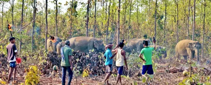 SEFT Calls For Odisha-West Bengal Coordination To Tackle Human-Elephant Conflict