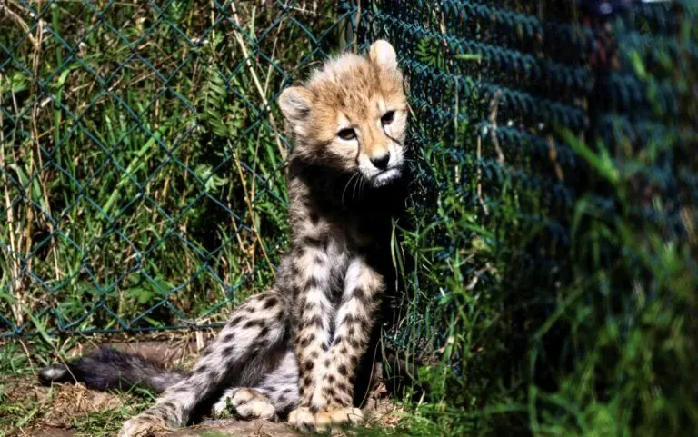 Massive Investigation Launched Into Shooting Of Cheetah Cub; Centre Forms High-Level Team