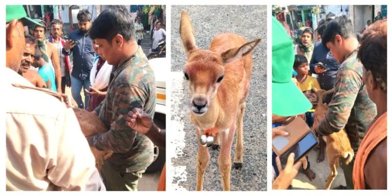Blackbuck Fawn Rescued After 45 Days In Farmer’s Custody In Odisha