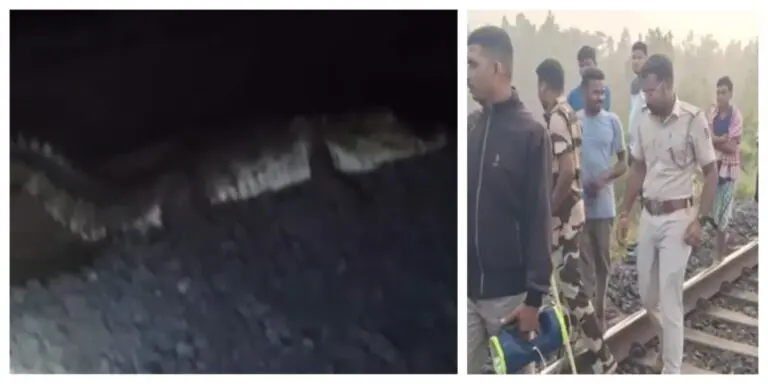Crocodile Spotted Near Railway Track In Odisha Village