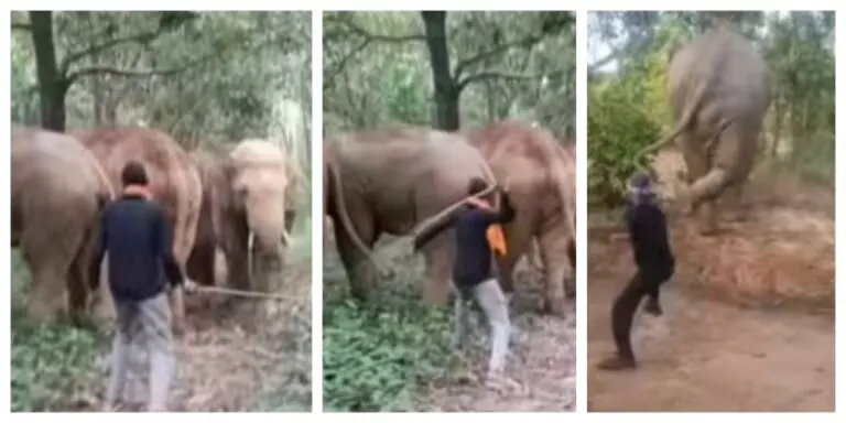2 Held For Harassing Elephants In Odisha’s Keonjhar